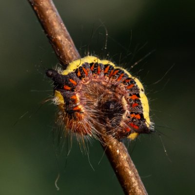 Acronicta psi (šípověnka trnková), PP Kůlny