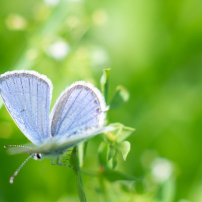 Cupido argiades (modrásek štírovníkový), Lichnov