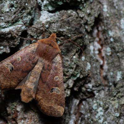 Conistra erythrocephala (zimovnice rudohlavá), Kamenný vrch