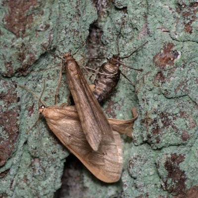 Alsophila aceraria (hedvábnice podzimní), Žebětín