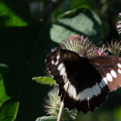 Brintesia circe (okáč voňavkový), HR, Krasno