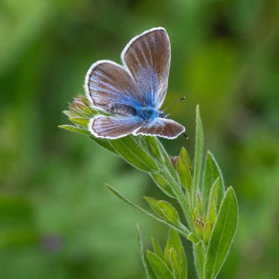 Glaucopsyche alexis (modrásek kozincový), PP Velká Klajdovka