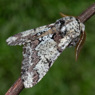 Biston strataria (drsnokřídlec lipový), Kývalka