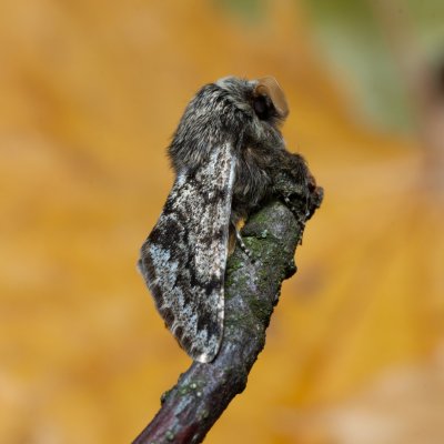 Apocheima hispidaria (drsnokřídlec dubový), Kamenný vrch