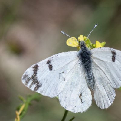 Euchloe ausonia (bělásek grošovaný), GR, Giannades, Korfu