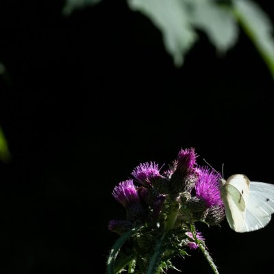 Pieris rapae (bělásek řepový), Augšperský potok