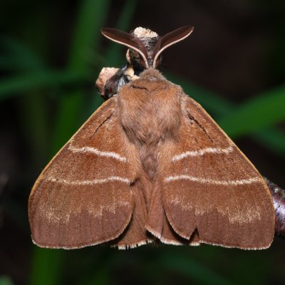 Macrothylacia rubi (bourovec ostružiníkový), Hostěnice