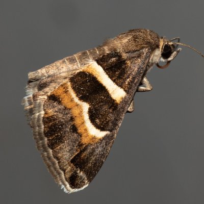 Grammodes stolida (hnědopáska jižní), PR Svatý kopeček