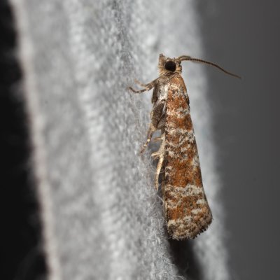 Rhyacionia pinivorana (-), Urbanův kopec, Ostopovice