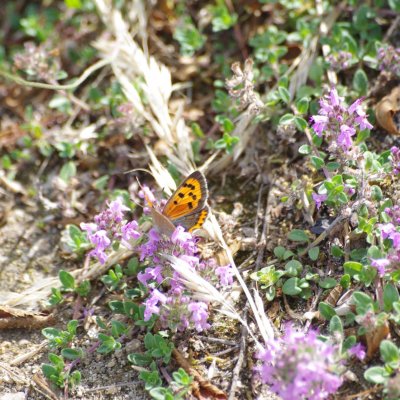 Lycaena phlaeas (ohniváček černokřídlý), Havranické vřesoviště