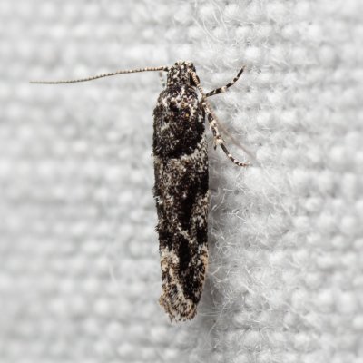 Recurvaria nanella (makadlovka ovocná), PP Kamenný vrch u Kurdějova