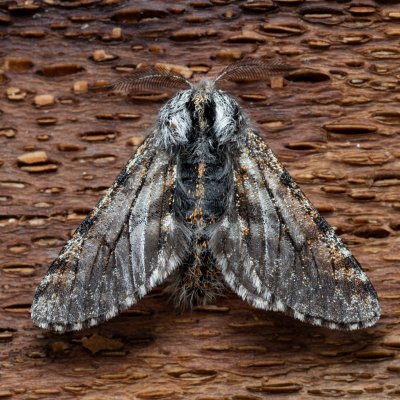 Lycia pomonaria (drsnokřídlec ovocný), Kývalka