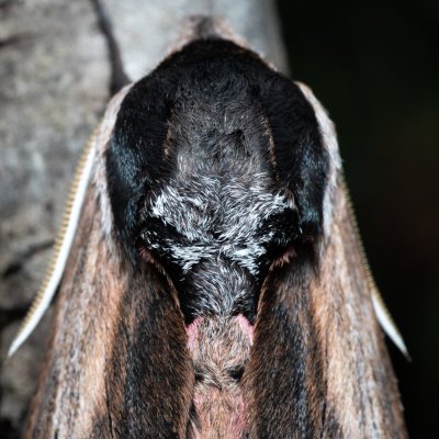 Sphinx ligustri (lišaj šeříkový), Hády - lesní lom