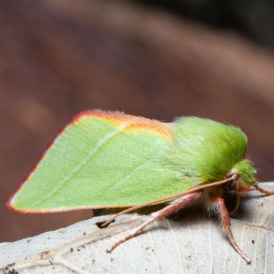 Pseudoips prasinana (zeleněnka buková), Žebětín