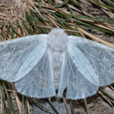 Arctornis l-nigrum (bekyně černé L), Hády