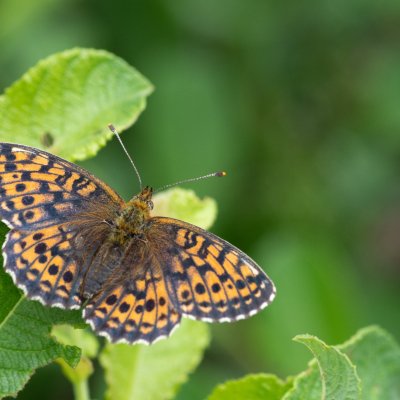Brenthis ino (perleťovec kopřivový), SK, Štôla