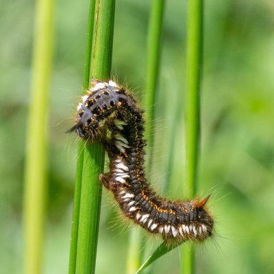 Euthrix potatoria (bourovec trávový), Študlov