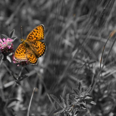 Brenthis hecate (perleťovec dvouřadý), NPR Zahrady pod Hájem