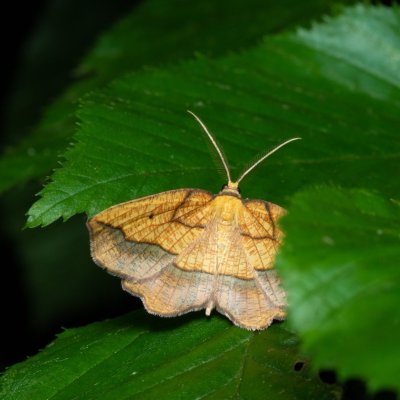 Epione repandaria (zejkovec topolový), Augšperský potok