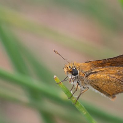 Thymelicus acteon (soumračník žlutoskvrnný), GR, Sinarades, Korfu