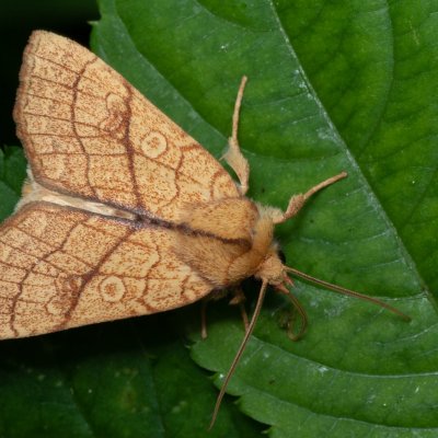 Tiliacea citrago (zlatokřídlec lipový), Žebětín