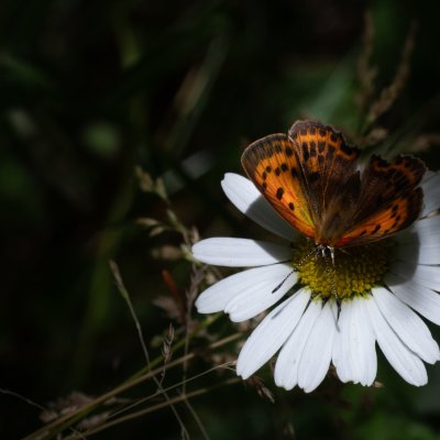 Lycaena virgaureae (ohniváček celíkový), SK, Štôla