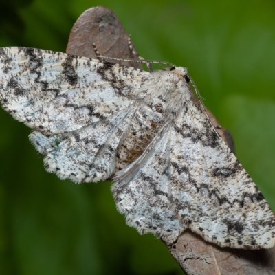 Ascotis selenaria (různorožec pelyňkový), PR Bosonožský hájek