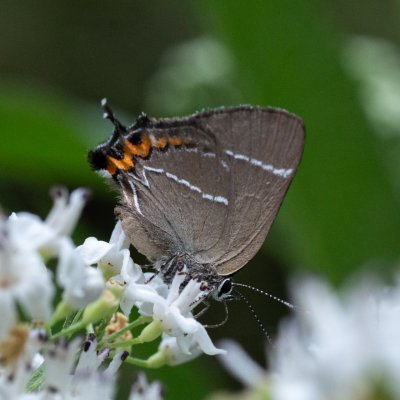 Satyrium w-album (ostruháček jilmový), Helenčino údolí