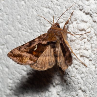 Autographa jota (kovolesklec hluchavkový), IT, Pfelders - Plan, Jižní Tyrolsko