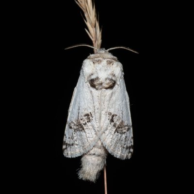 Parahypopta caestrum (drvopleň chřestový), NPP Pouzdřanská step - Kolby