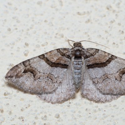 Pareulype berberata (píďalka dřišťálová), SK, Súľov-Hradná