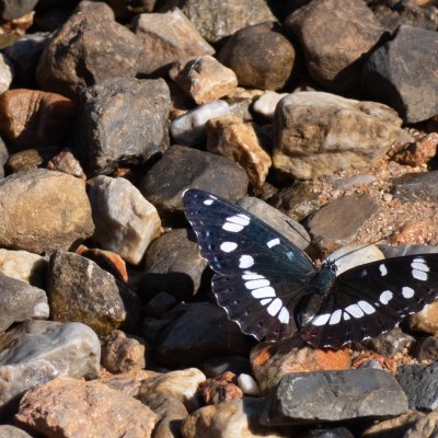 Limenitis reducta (bělopásek jednořadý), HR, Cesarica