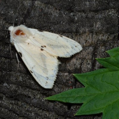 Spilosoma lutea (přástevník bezový), NS Bučín