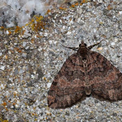Hydriomena furcata (píďalka jívová), SK, Štôla