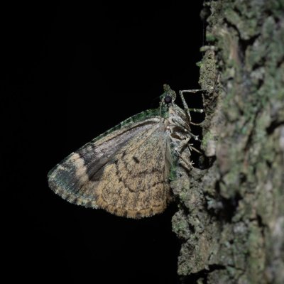 Chloroclysta siterata (píďalka lípová), Žebětín