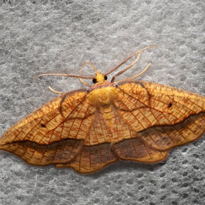 Epione repandaria (zejkovec topolový), PP Střelická bažinka