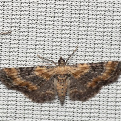 Eupithecia linariata (píďalička květelová), PP Na cvičišti