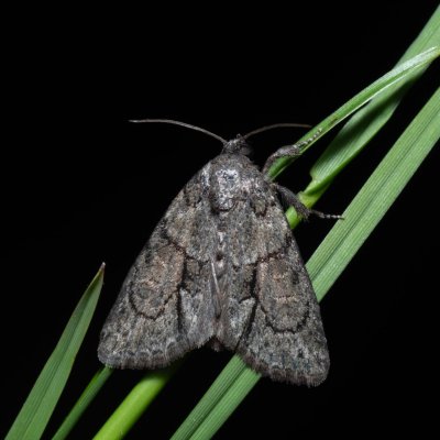 Cryphia fraudatricula (šípověnka černá), Kývalka