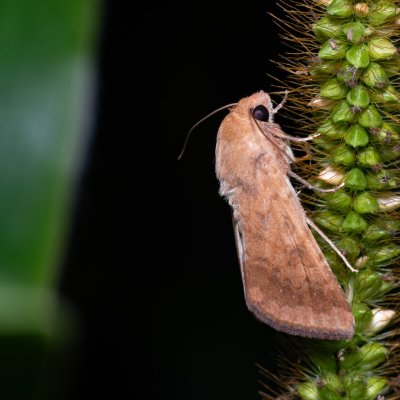 Helicoverpa armigera (černopáska bavlníková), Bratčice