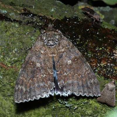 Catocala fraxini (stužkonoska modrá), Bratčice