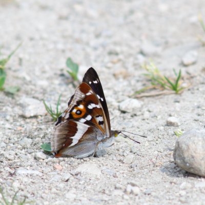 Apatura iris (batolec duhový), SK, Štôla
