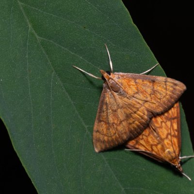 Ecpyrrhorrhoe rubiginalis (-), Hrušovany u Brna