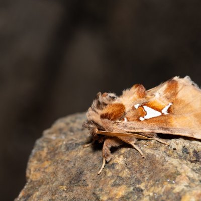 Spatalia argentina (hřbetozubec stříbroskvrnný), Kývalka