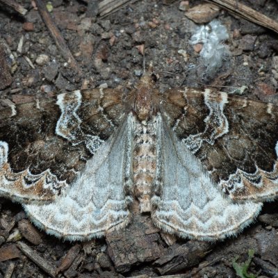 Eulithis prunata (píďalka švestková), Nebovidy