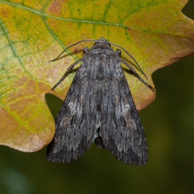 Scotochrosta pulla (-), PP Milovická stráň