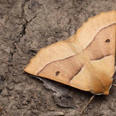 Crocallis elinguaria (zejkovec lesní), PP Na cvičišti