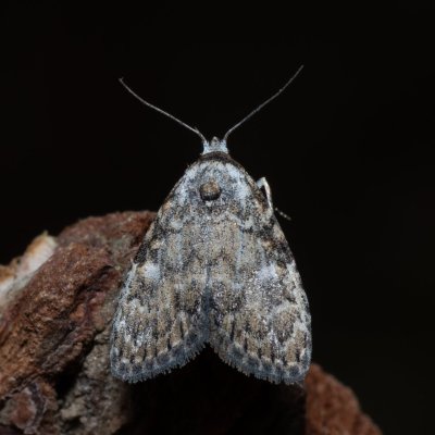 Meganola strigula (drobnuška buková), PP Na cvičišti