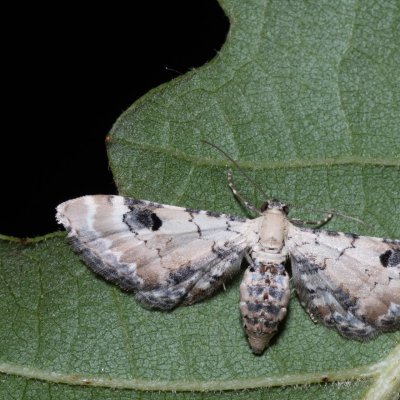 Eupithecia centaureata (píďalička srpková), PP Na cvičišti