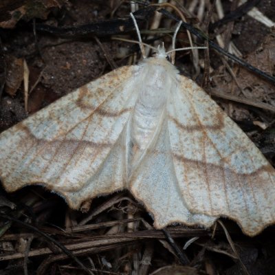 Ennomos quercinaria (zejkovec dubový), Žebětín