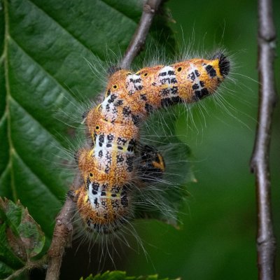 Phalera bucephala (vztyčnořitka lipová), Žebětín